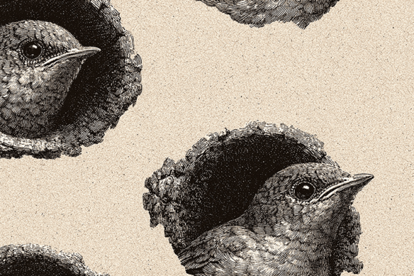The Timeless Charm of a Vintage Engraved Bird Illustration Background